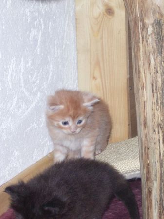 Undercover-Coon´s Duke Bild 44