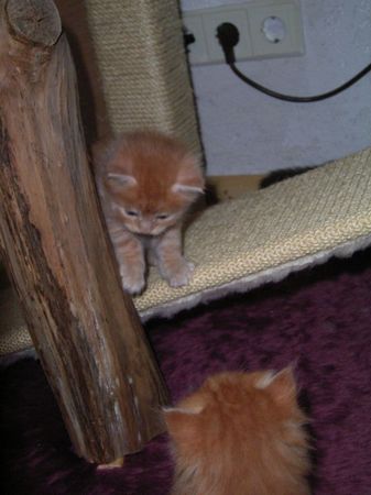 Undercover-Coon´s Duke Bild 45