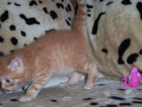 Undercover-Coon´s Duke Bild 48