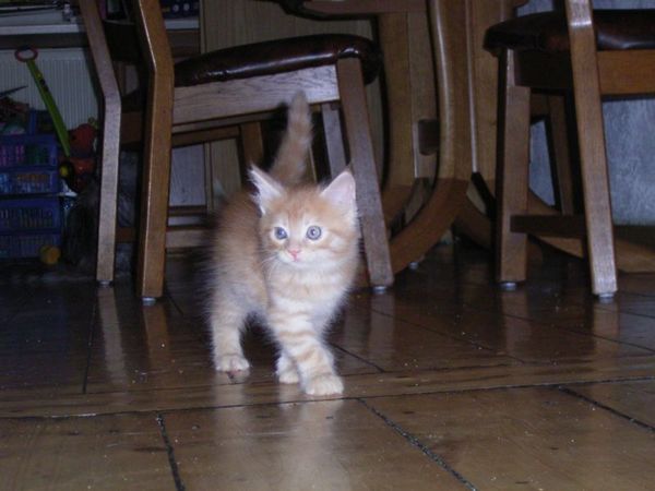 Undercover-Coon´s Duke Bild 68