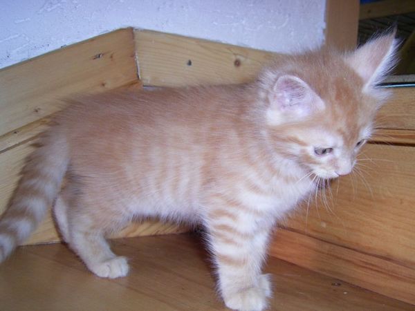 Undercover-Coon´s Duke Bild 76