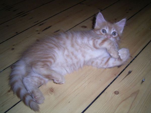 Undercover-Coon´s Duke Bild 84