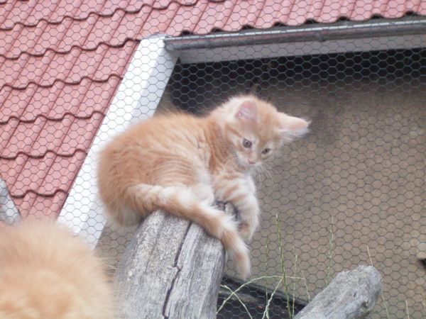 Undercover-Coon´s Duke Bild 86