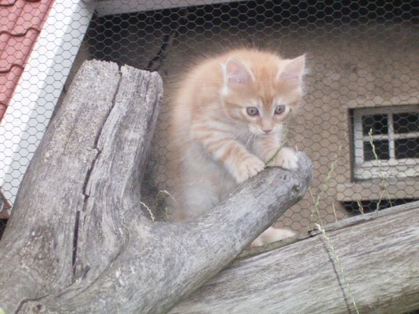 Undercover-Coon´s Duke Bild 87