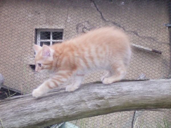 Undercover-Coon´s Duke Bild 88