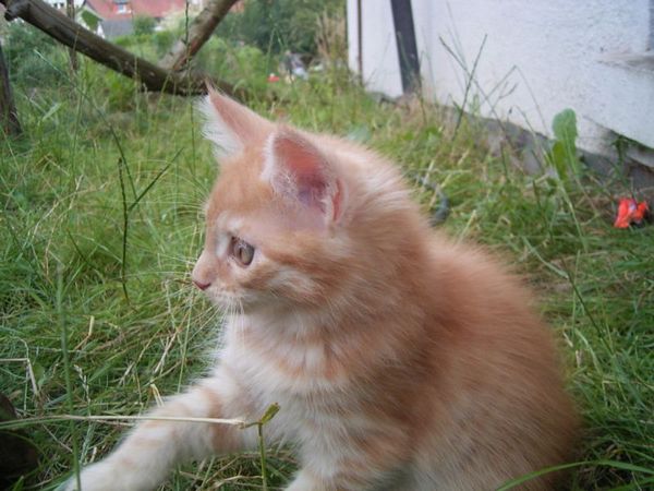 Undercover-Coon´s Duke Bild 94