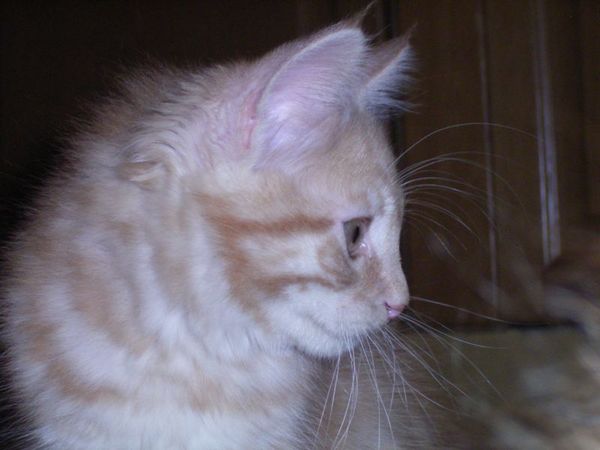 Undercover-Coon´s Duke Bild 105