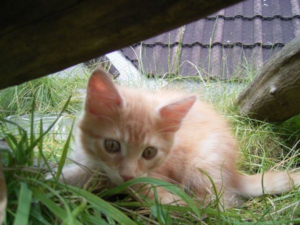 Undercover-Coon´s Duke Bild 109