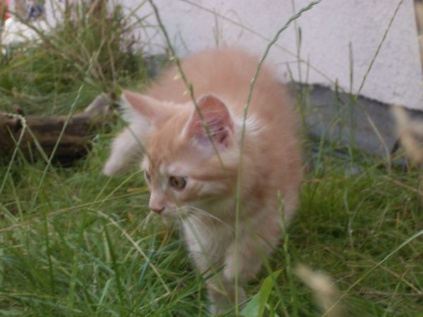 Undercover-Coon´s Duke Bild 110
