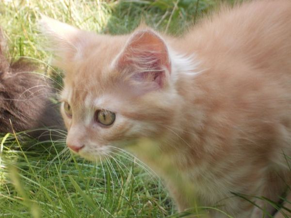 Undercover-Coon´s Duke Bild 111