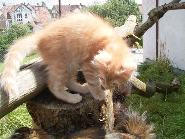 Undercover-Coon´s Duke Bild 114