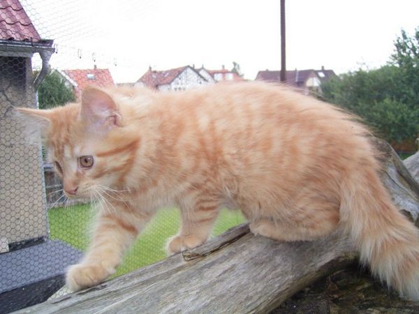 Undercover-Coon´s Duke Bild 116