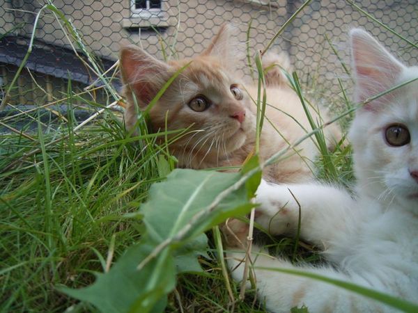Undercover-Coon´s Duke Bild 117