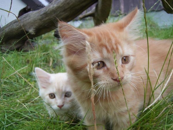 Undercover-Coon´s Duke Bild 118