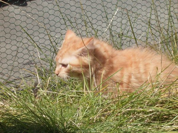 Undercover-Coon´s Duke Bild 119