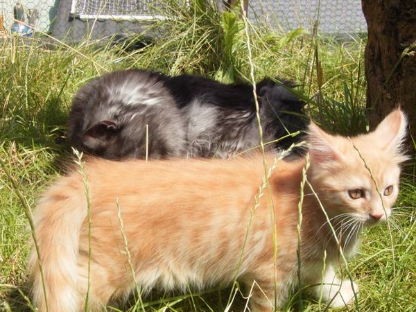 Undercover-Coon´s Duke Bild 121