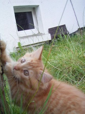Undercover-Coon´s Duke Bild 124