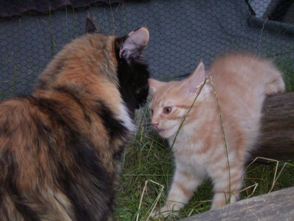 Undercover-Coon´s Duke Bild 126