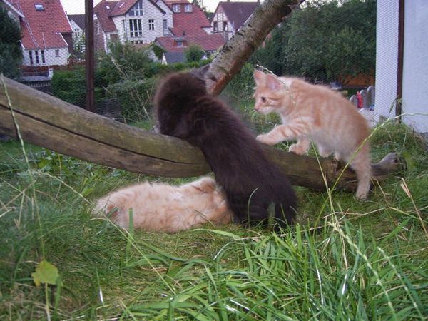 Undercover-Coon´s Duke Bild 127