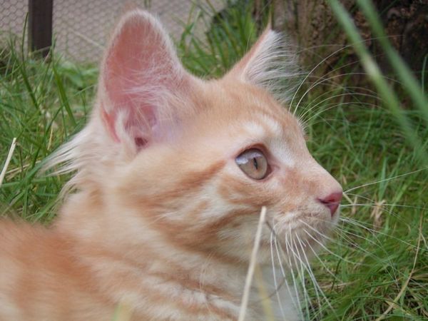 Undercover-Coon´s Duke Bild 128