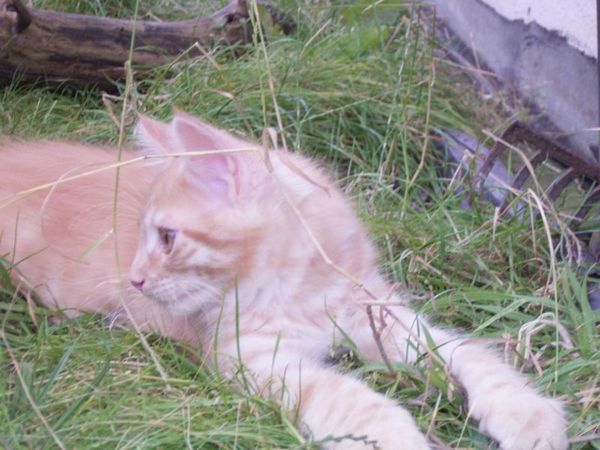 Undercover-Coon´s Duke Bild 129