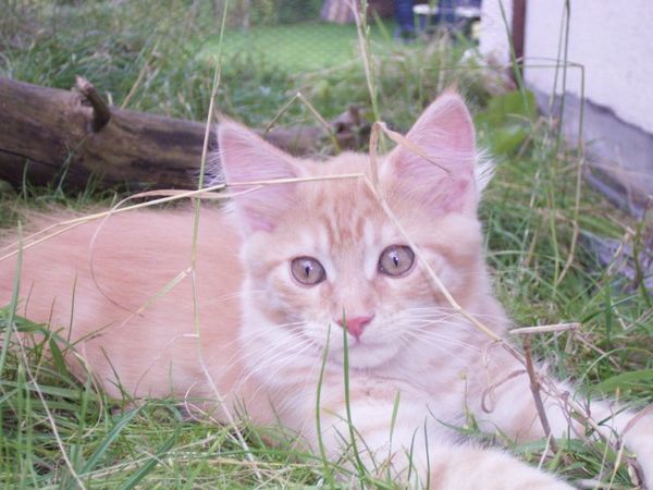 Undercover-Coon´s Duke Bild 130