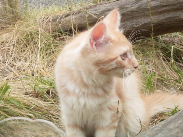 Undercover-Coon´s Duke Bild 133