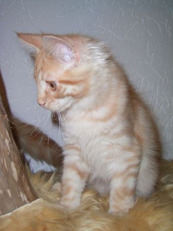 Undercover-Coon´s Duke Bild 134