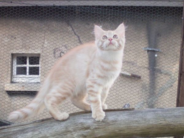Undercover-Coon´s Duke Bild 135