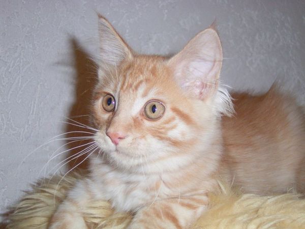 Undercover-Coon´s Duke Bild 138