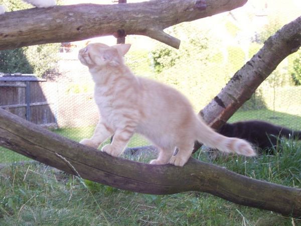 Undercover-Coon´s Duke Bild 139