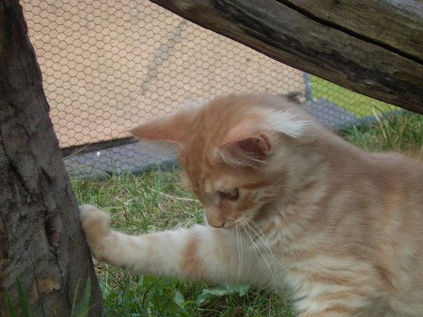Undercover-Coon´s Duke Bild 143