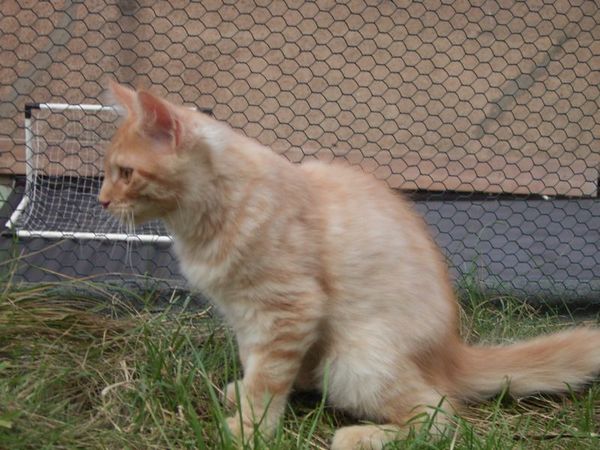 Undercover-Coon´s Duke Bild 144