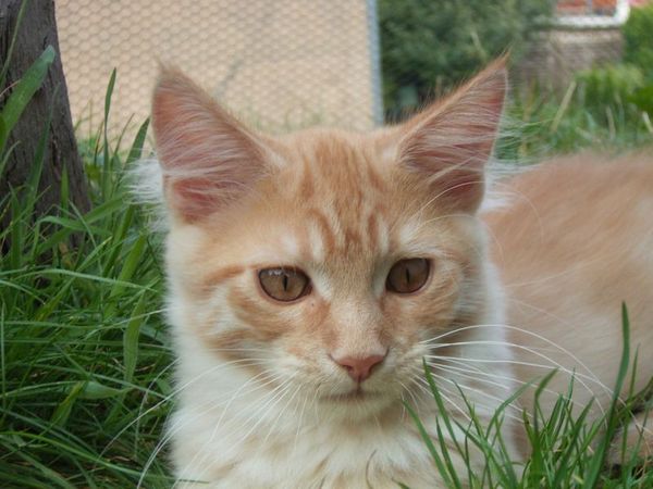 Undercover-Coon´s Duke Bild 146