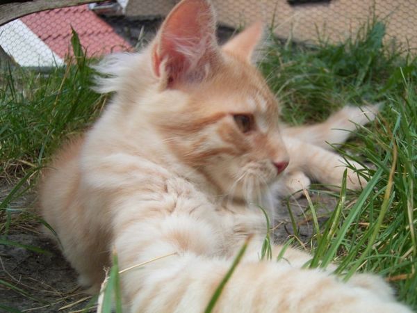 Undercover-Coon´s Duke Bild 147