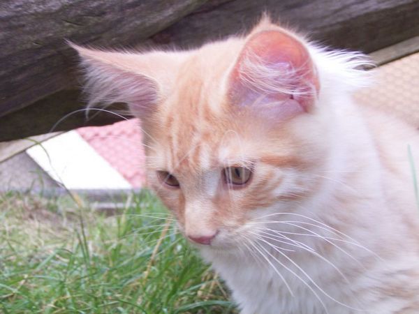 Undercover-Coon´s Duke Bild 151