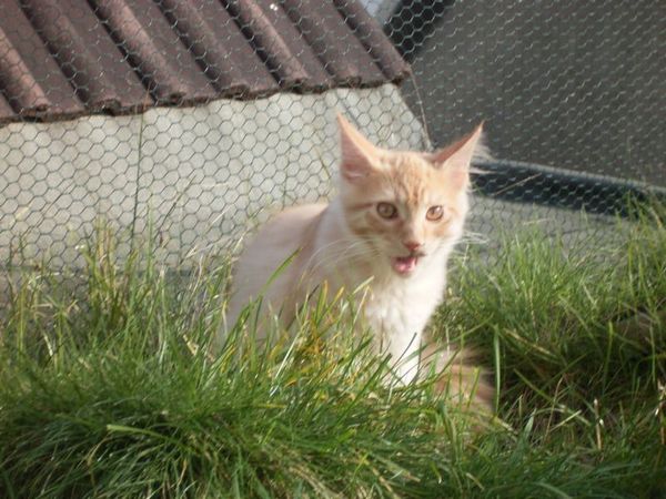 Undercover-Coon´s Duke Bild 154