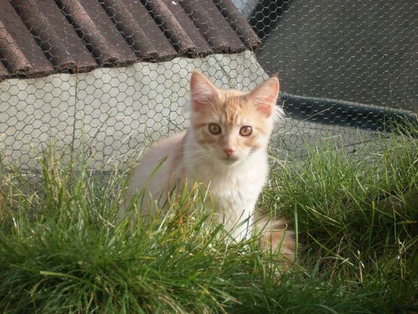 Undercover-Coon´s Duke Bild 155