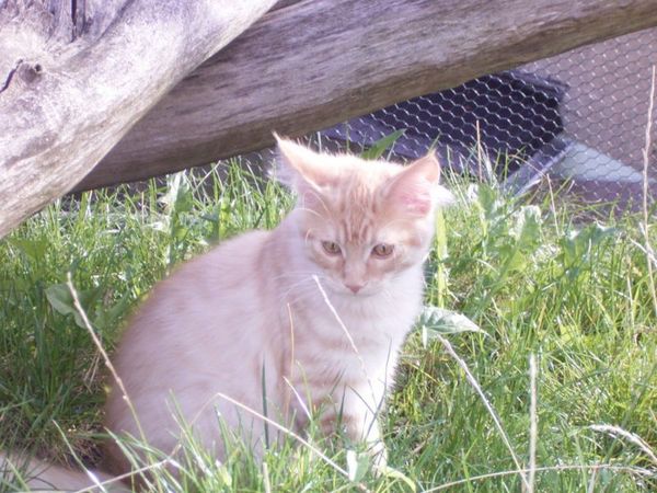 Undercover-Coon´s Duke Bild 156