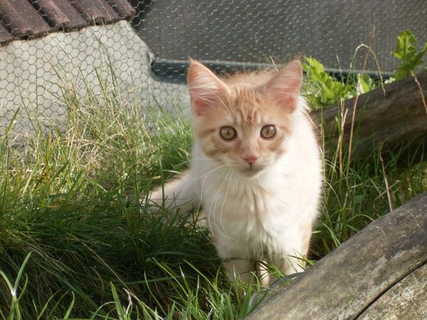 Undercover-Coon´s Duke Bild 158