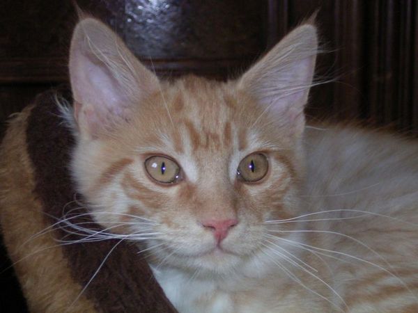 Undercover-Coon´s Duke Bild 161
