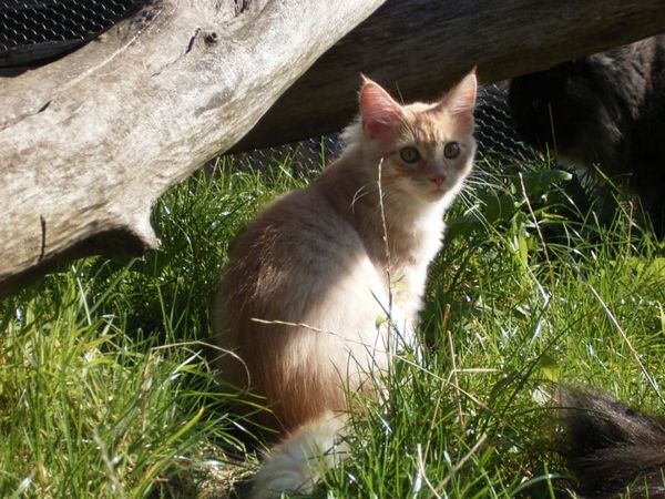 Undercover-Coon´s Duke Bild 162