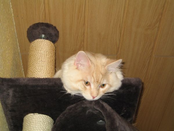 Undercover-Coon´s Churchhill (Dean) Bild 8