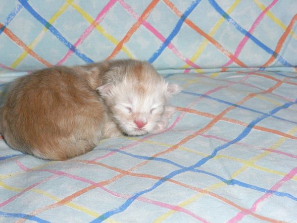 Undercover-Coon´s Eddie Bild 2