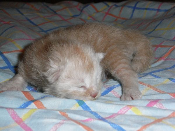 Undercover-Coon´s Eddie Bild 5