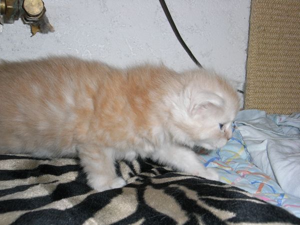 Undercover-Coon´s Eddie Bild 15