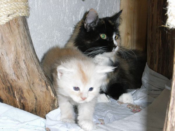 Undercover-Coon´s Eddie Bild 18
