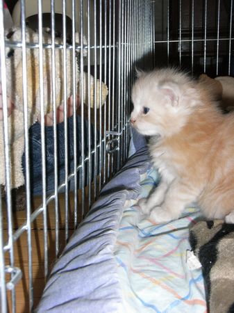 Undercover-Coon´s Eddie Bild 20