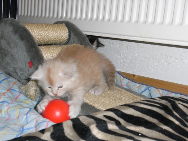 Undercover-Coon´s Eddie Bild 21