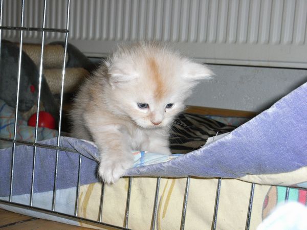 Undercover-Coon´s Eddie Bild 22